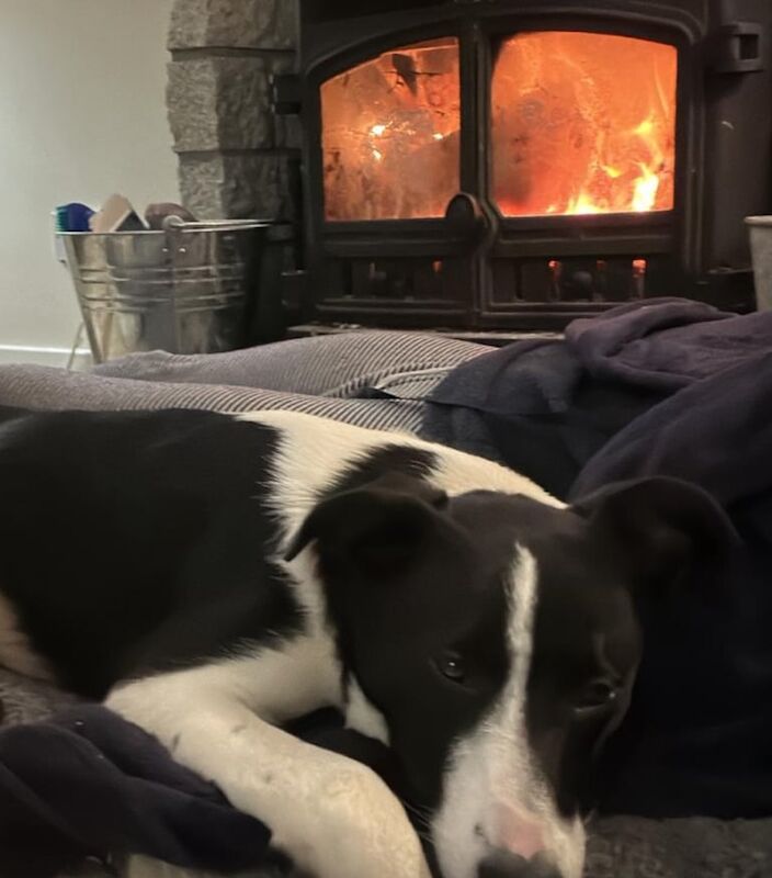 Border Collie puppies for sale in Dunamanagh, County Tyrone – 2 years old - Image 3 of 3