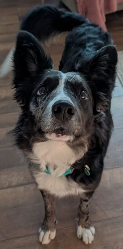 Border Collie puppies for sale in County Antrim – 1 year old