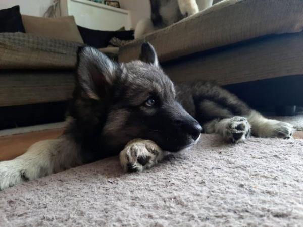 2 year old intact female Husky X Border Collie for sale. for sale in Salisbury, Wiltshire - Image 1