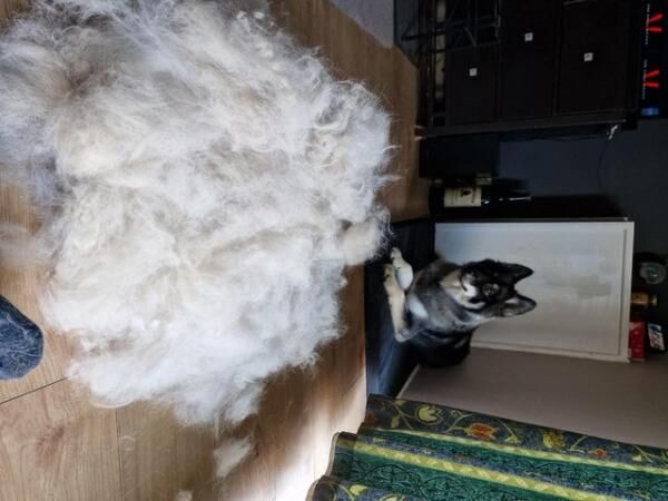 2 year old intact female Husky X Border Collie for sale. for sale in Salisbury, Wiltshire - Image 2