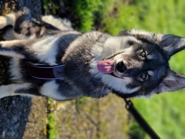 2 year old intact female Husky X Border Collie for sale. for sale in Salisbury, Wiltshire - Image 3