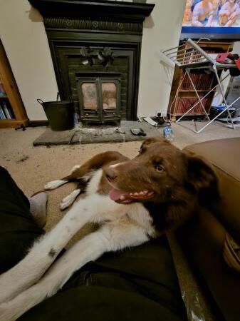 2.5 year old failed sheepdog for sale in Duns, Berwickshire - Image 5