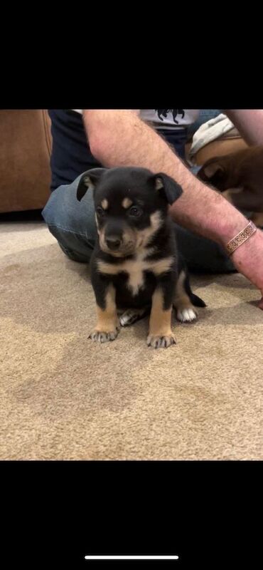 Border Collie puppies for sale in Liskeard, Cornwall – 6 weeks old