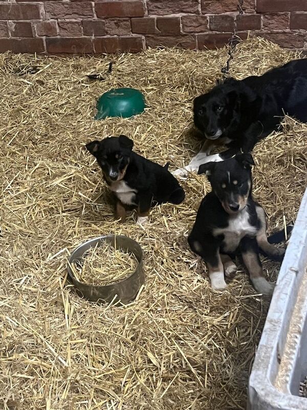3 border collie - Image 4 of 5