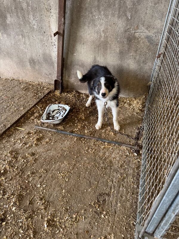 3 Collie Pups for sale in Newry, County Armagh - Image 2