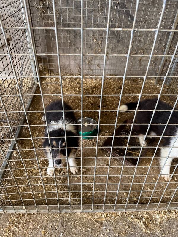 3 Collie Pups for sale in Newry, County Armagh - Image 3