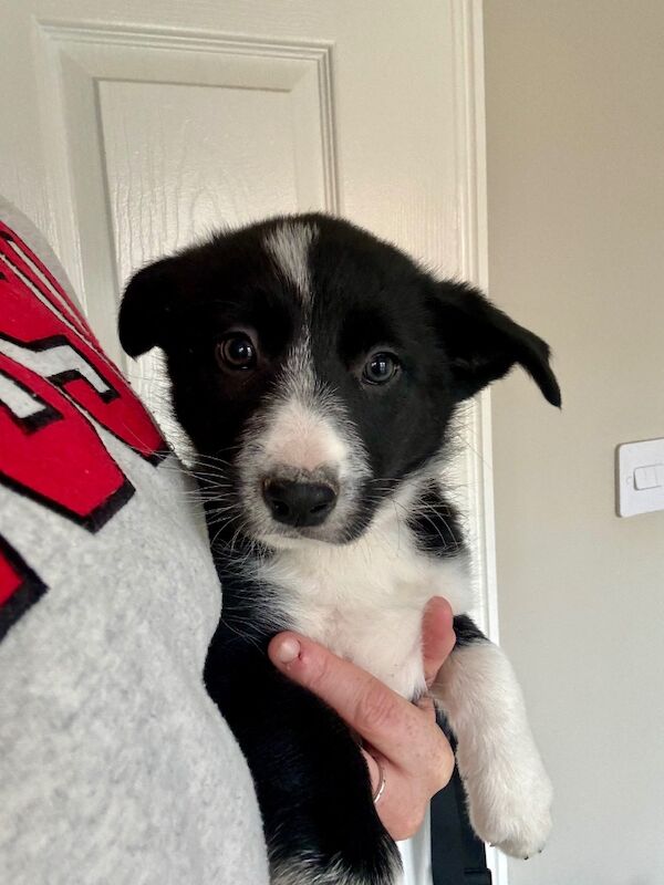 3 female Border Collie puppies for sale in Liverpool, Merseyside | Image 2