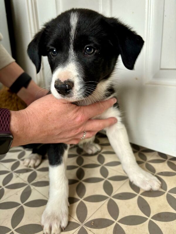 3 female Border Collie puppies for sale in Liverpool, Merseyside | Image 3