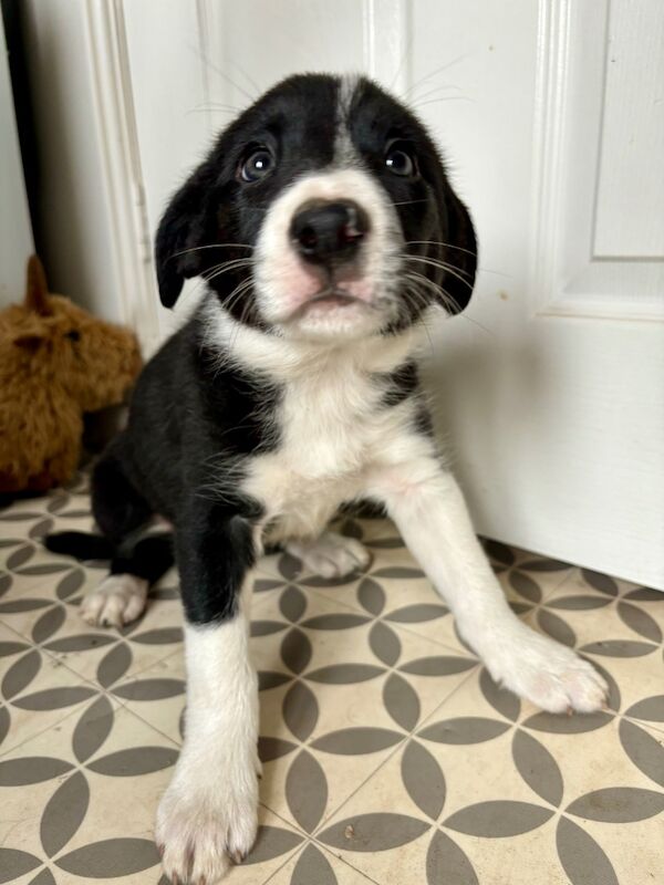 3 female Border Collie puppies for sale in Liverpool, Merseyside | Image 4