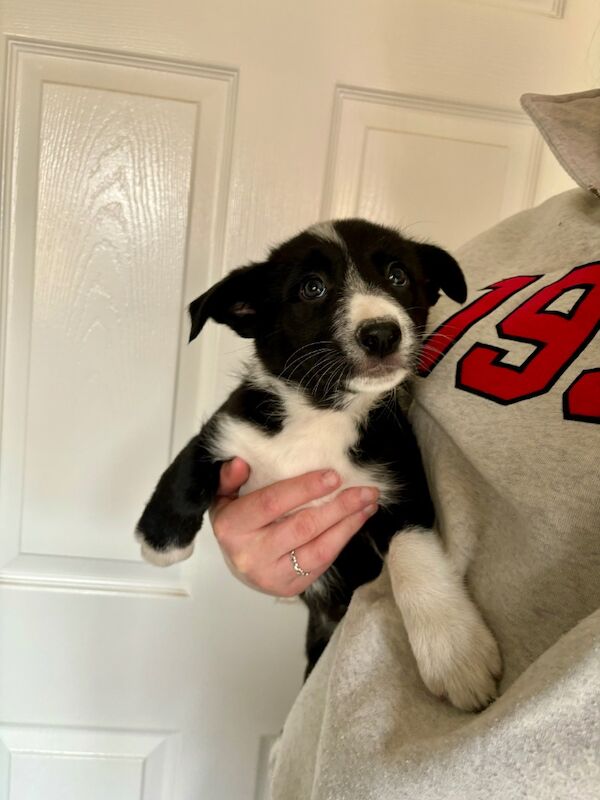 Border Collie puppies for sale in Liverpool, Merseyside – 10 months old - Image 5 of 9