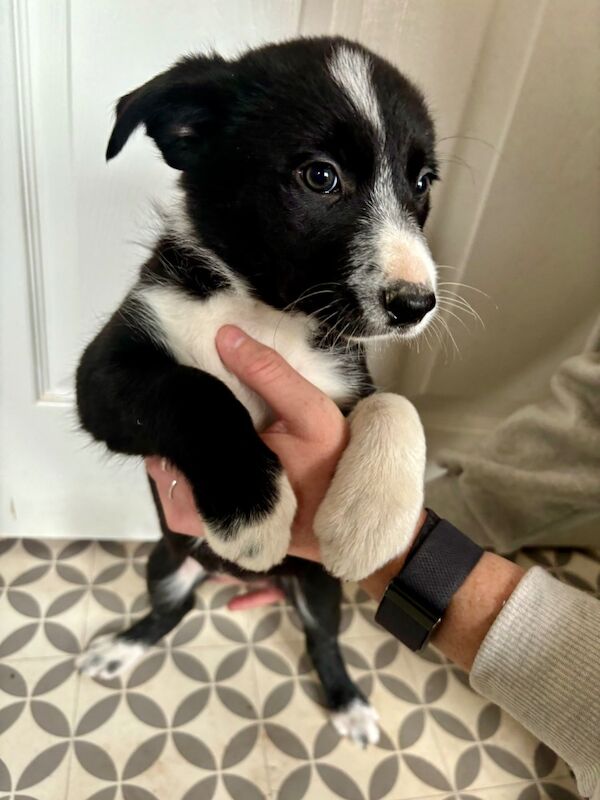 Border Collie puppies for sale in Liverpool, Merseyside – 10 months old - Image 6 of 9