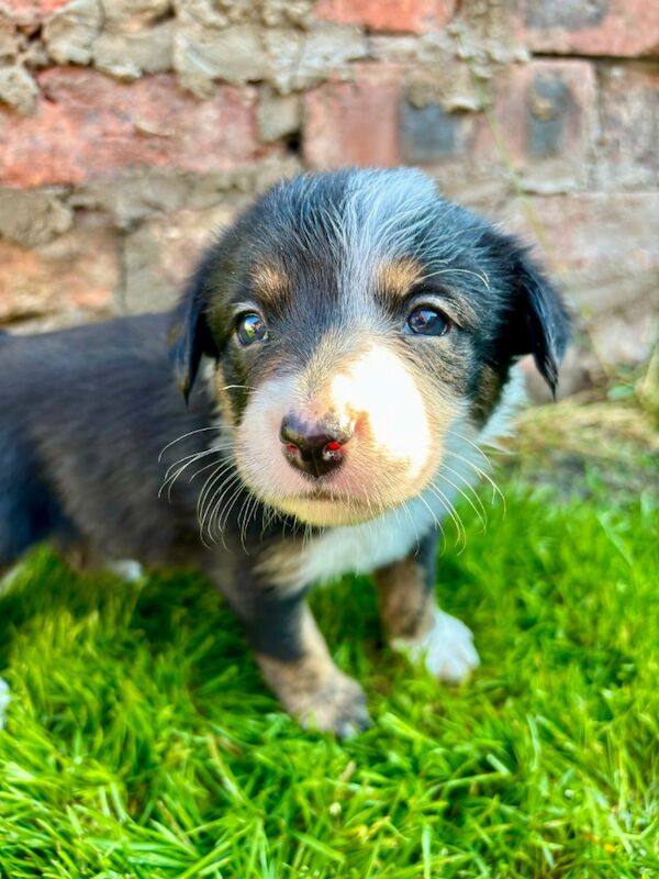 Border Collie puppies for sale in Liverpool, Merseyside – 10 months old - Image 7 of 9