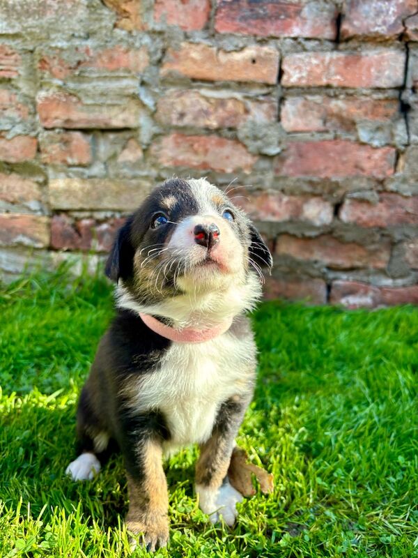 Border Collie puppies for sale in Liverpool, Merseyside – 10 months old - Image 8 of 9