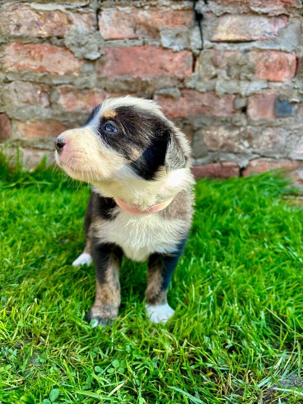 Border Collie puppies for sale in Liverpool, Merseyside – 10 months old - Image 9 of 9