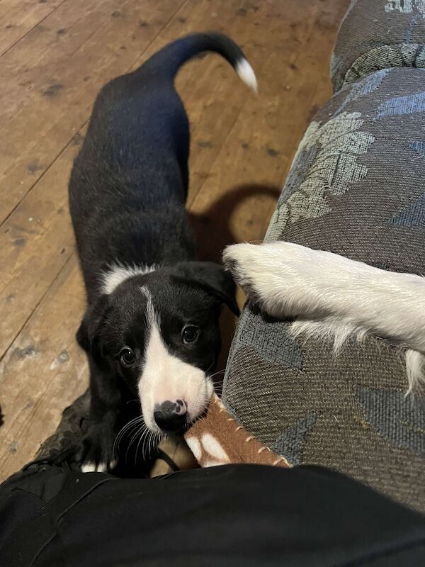 3 Male Border Collie Pups for sale in Hereford, Herefordshire