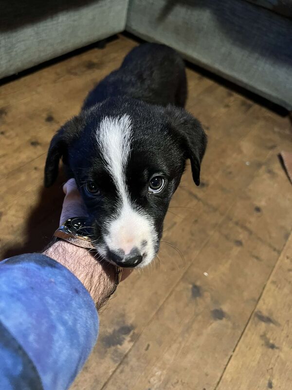 3 Male Border Collie Pups for sale in Hereford, Herefordshire - Image 9