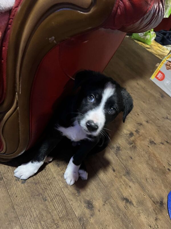 3 Male Border Collie Pups for sale in Hereford, Herefordshire - Image 10