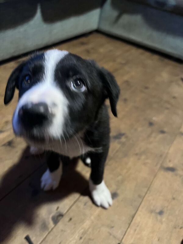 3 Male Border Collie Pups for sale in Hereford, Herefordshire - Image 11