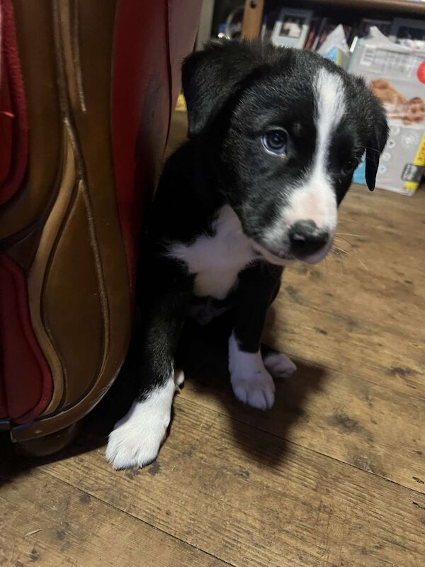 3 Male Border Collie Pups for sale in Hereford, Herefordshire - Image 13
