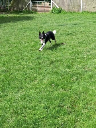 3 year old border collie male for sale in Chesterfield, Derbyshire - Image 1