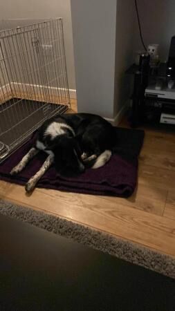 3 year old border collie male for sale in Chesterfield, Derbyshire - Image 2