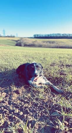 3 year old border collie male for sale in Chesterfield, Derbyshire - Image 3