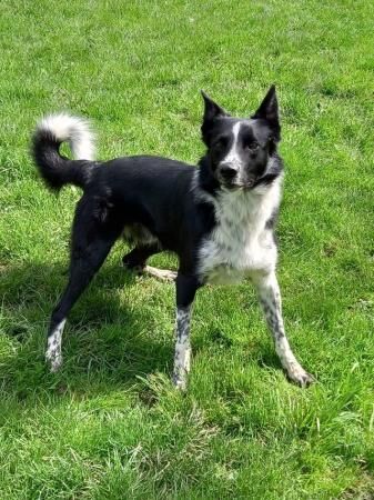 3 year old border collie male for sale in Chesterfield, Derbyshire - Image 5