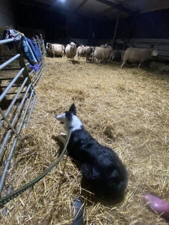3 year old ISDS registered female sheep dog for sale in Worcester, Worcestershire - Image 1