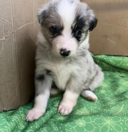 3rd generation border collie puppies for sale in Brayton, North Yorkshire