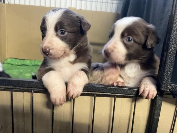 3rd generation border collie puppies for sale in Brayton, North Yorkshire - Image 2