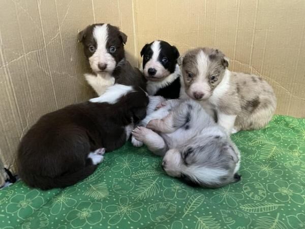 3rd generation border collie puppies for sale in Brayton, North Yorkshire - Image 5