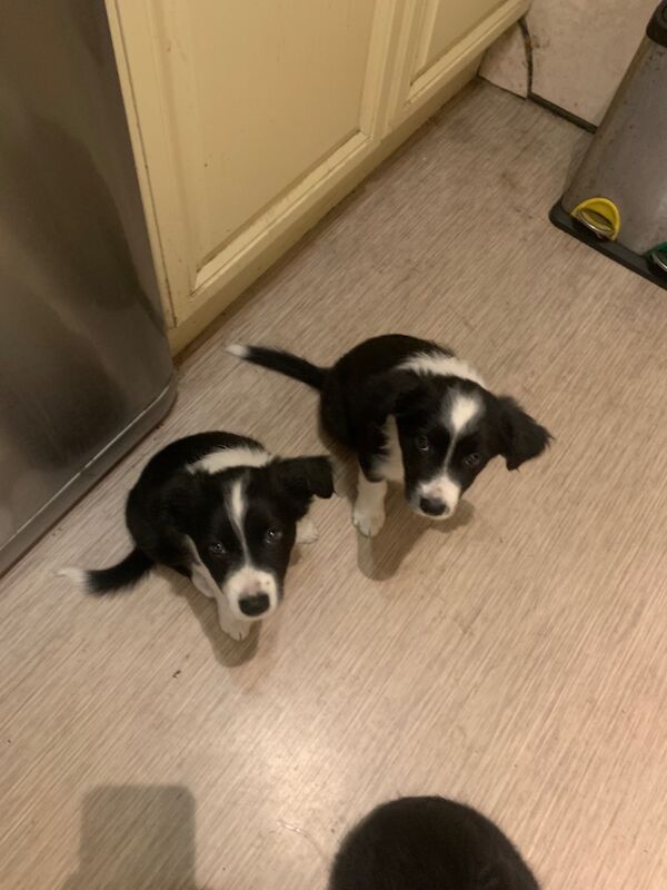 Border Collie puppies for sale in Oldbury, West Midlands – 9 weeks old