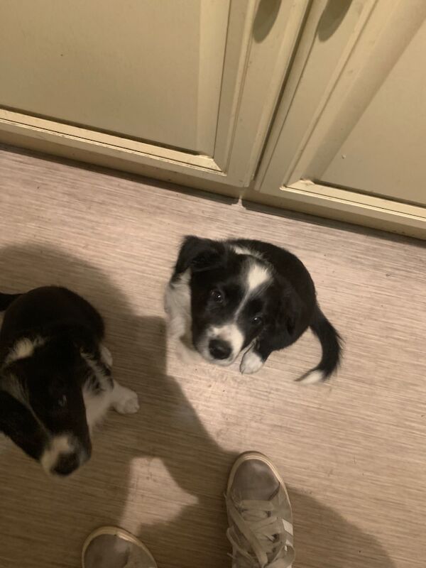 Border Collie puppies for sale in Oldbury, West Midlands – 9 weeks old - Image 3 of 15