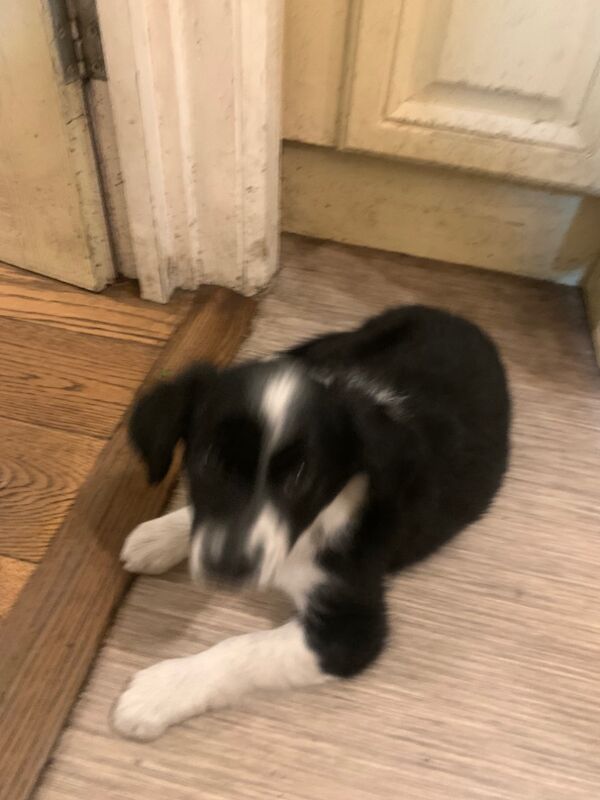Border Collie puppies for sale in Oldbury, West Midlands – 9 weeks old - Image 5 of 15