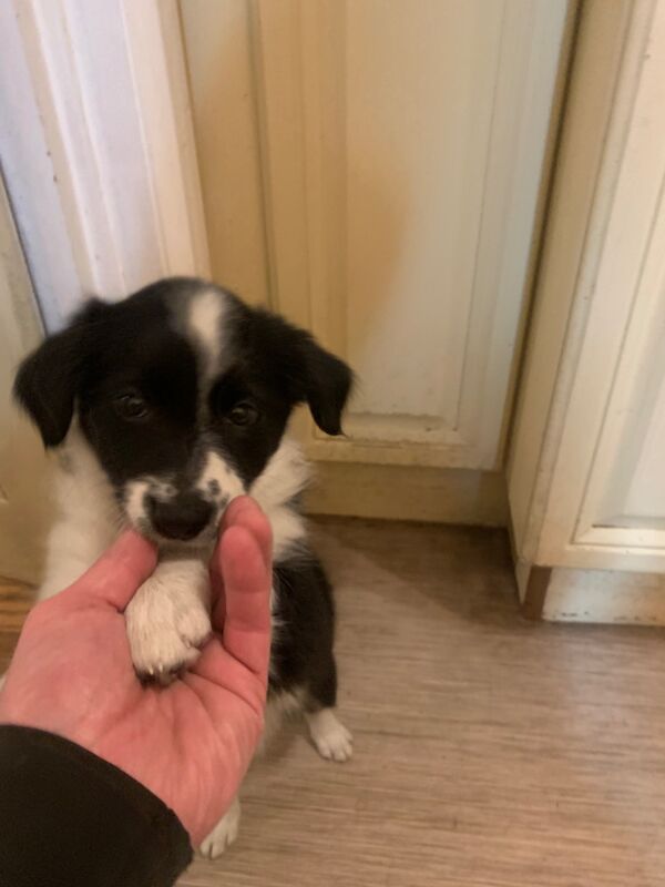 Border Collie puppies for sale in Oldbury, West Midlands – 9 weeks old - Image 6 of 15