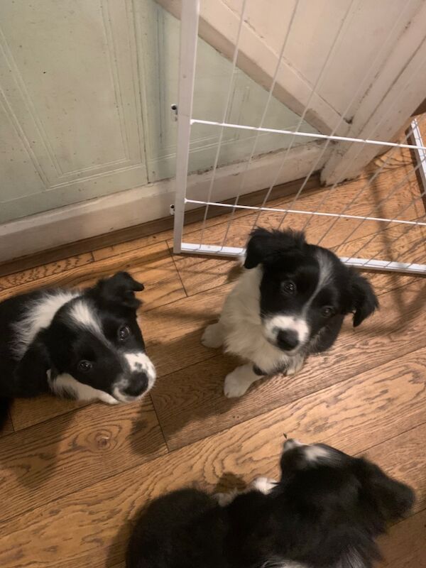 Border Collie puppies for sale in Oldbury, West Midlands – 9 weeks old - Image 7 of 15