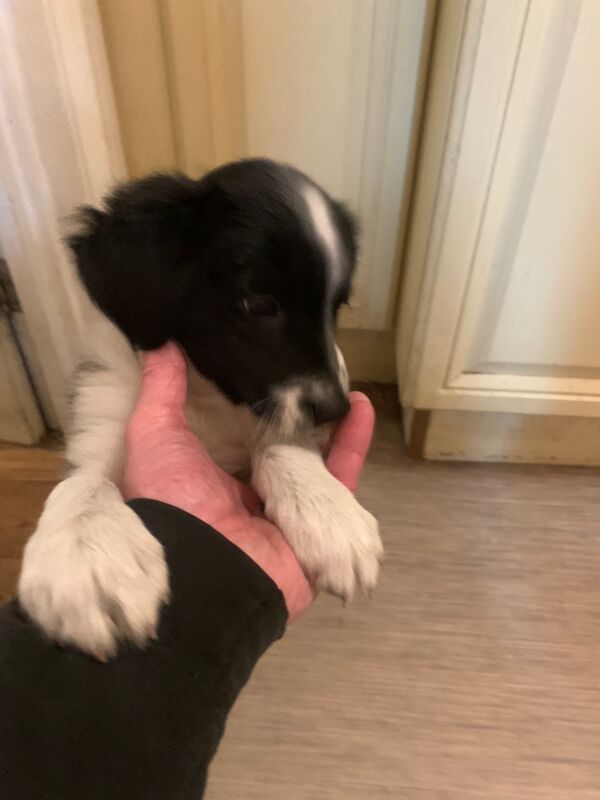 Border Collie puppies for sale in Oldbury, West Midlands – 9 weeks old - Image 8 of 15