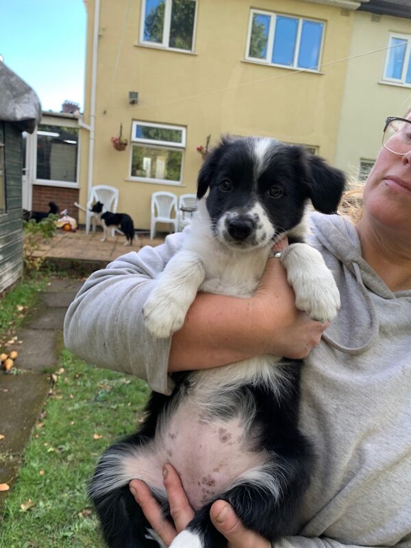 Border Collie puppies for sale in Oldbury, West Midlands – 9 weeks old - Image 9 of 15
