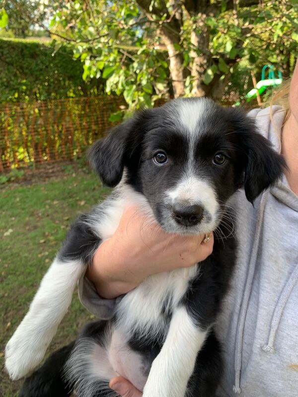 Border Collie puppies for sale in Oldbury, West Midlands – 9 weeks old - Image 10 of 15