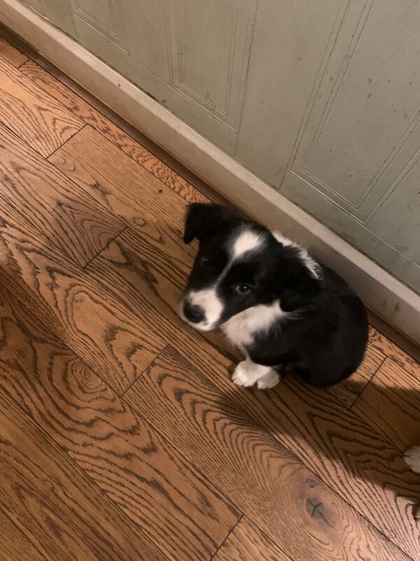Border Collie puppies for sale in Oldbury, West Midlands – 9 weeks old - Image 11 of 15
