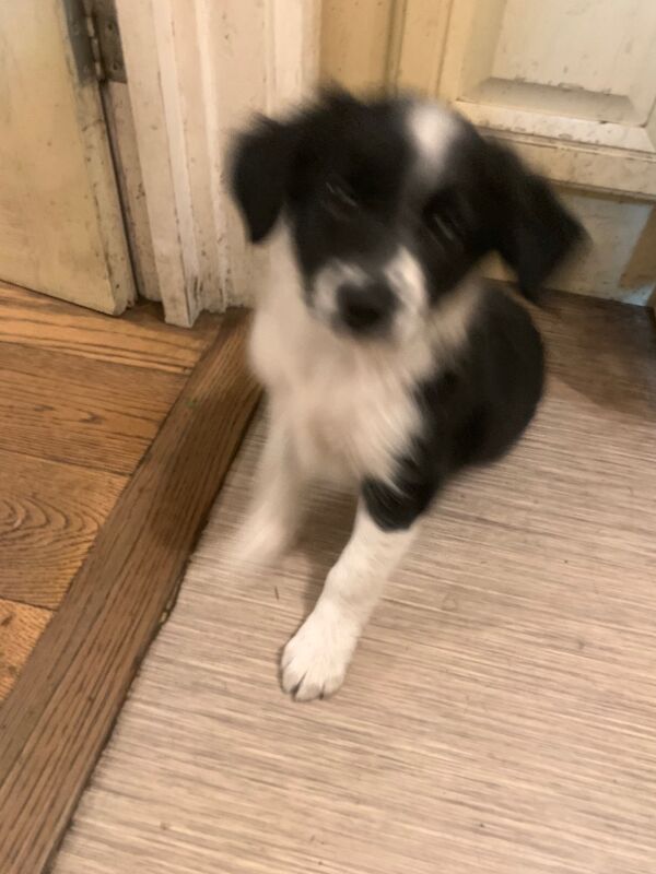 Border Collie puppies for sale in Oldbury, West Midlands – 9 weeks old - Image 12 of 15