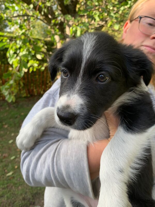 Border Collie puppies for sale in Oldbury, West Midlands – 9 weeks old - Image 13 of 15
