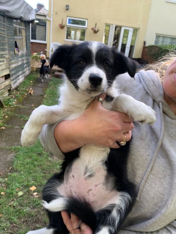Border Collie puppies for sale in Oldbury, West Midlands – 9 weeks old - Image 14 of 15