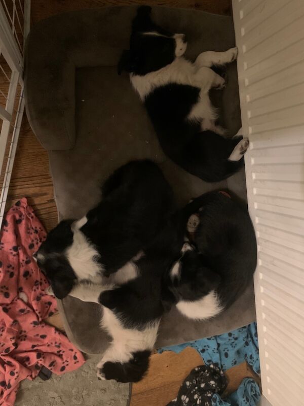 Border Collie puppies for sale in Oldbury, West Midlands – 9 weeks old - Image 15 of 15