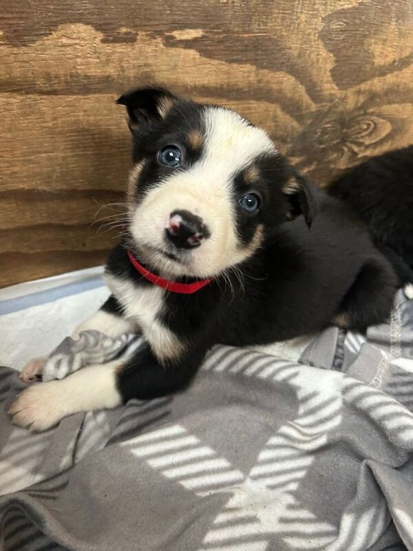 Border Collie Puppies For Sale