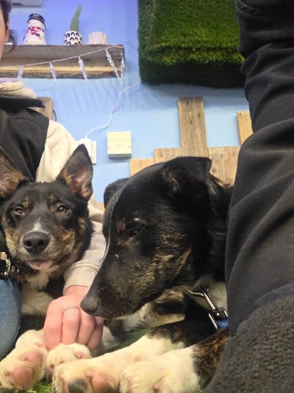 Border Collie puppies for sale in Selkirk, Roxburgh, Ettrick and Lauderdale – 3 months old