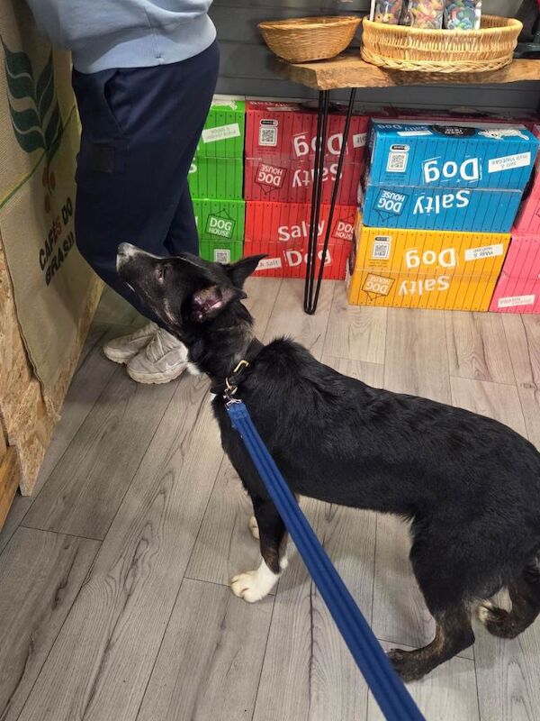 Border Collie puppies for sale in Selkirk, Roxburgh, Ettrick and Lauderdale – 3 months old - Image 2 of 3