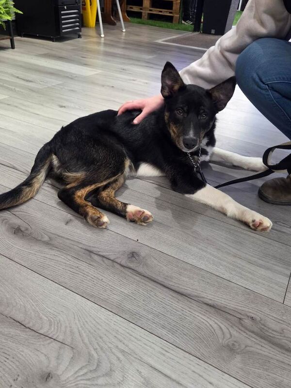 Border Collie puppies for sale in Selkirk, Roxburgh, Ettrick and Lauderdale – 3 months old - Image 3 of 3