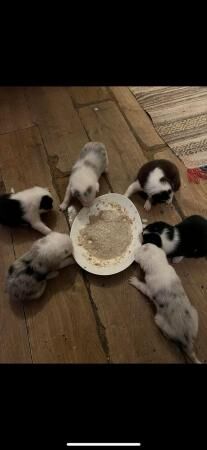 4 weeks old border collies ready to go on the 3.4.24 for sale in Loughborough, Leicestershire - Image 1