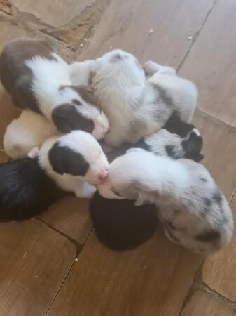 4 weeks old border collies ready to go on the 3.4.24 for sale in Loughborough, Leicestershire - Image 2